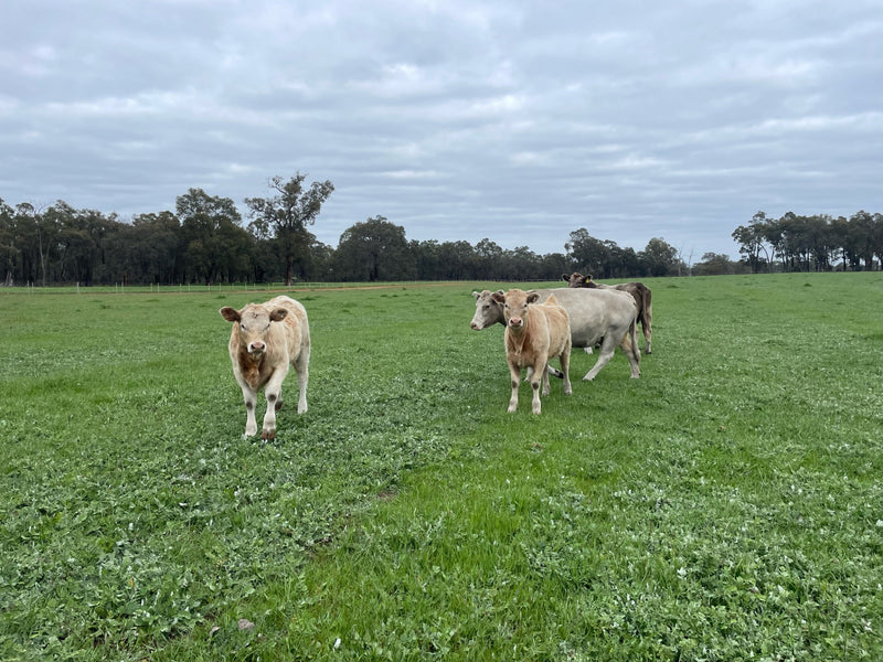 Introducing Our New Local Supplier: Murray Grey Beef from Bailup, WA